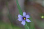 Common blue-eyed grass